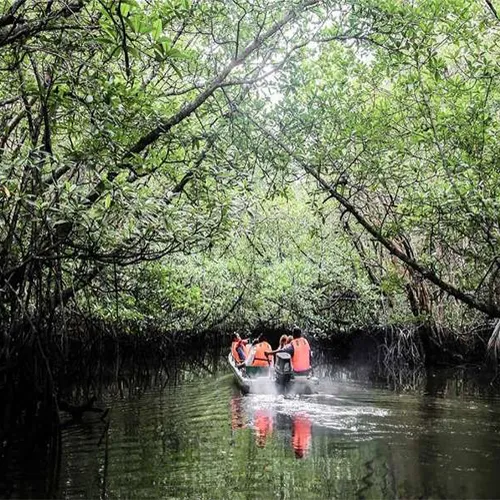 Bintan Mangrove